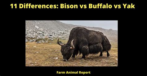 water buffalo vs yak|yak vs bison.